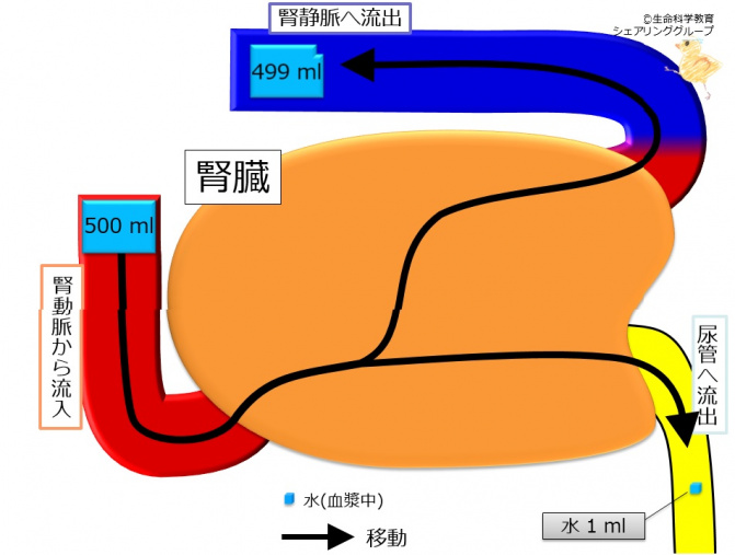 HTMLoutput/Level7-201710/腎臓（7級）：前半/泌尿器系/腎臓/腎