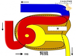 ./images/250px-腎臓構造_クイズ8.jpg