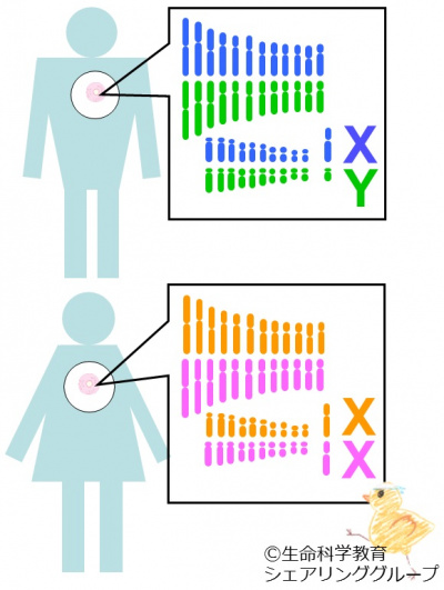 性染色体の組み合わせ.jpg