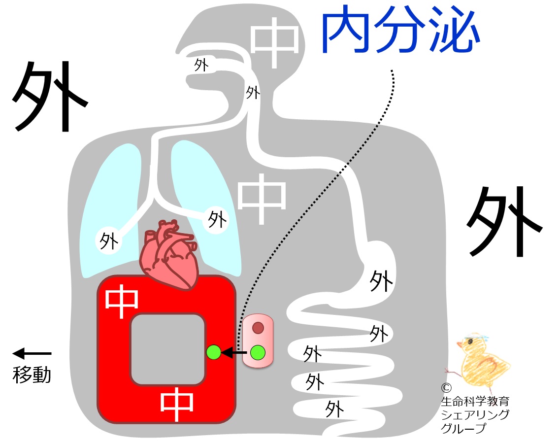 Endocrine-7.jpg