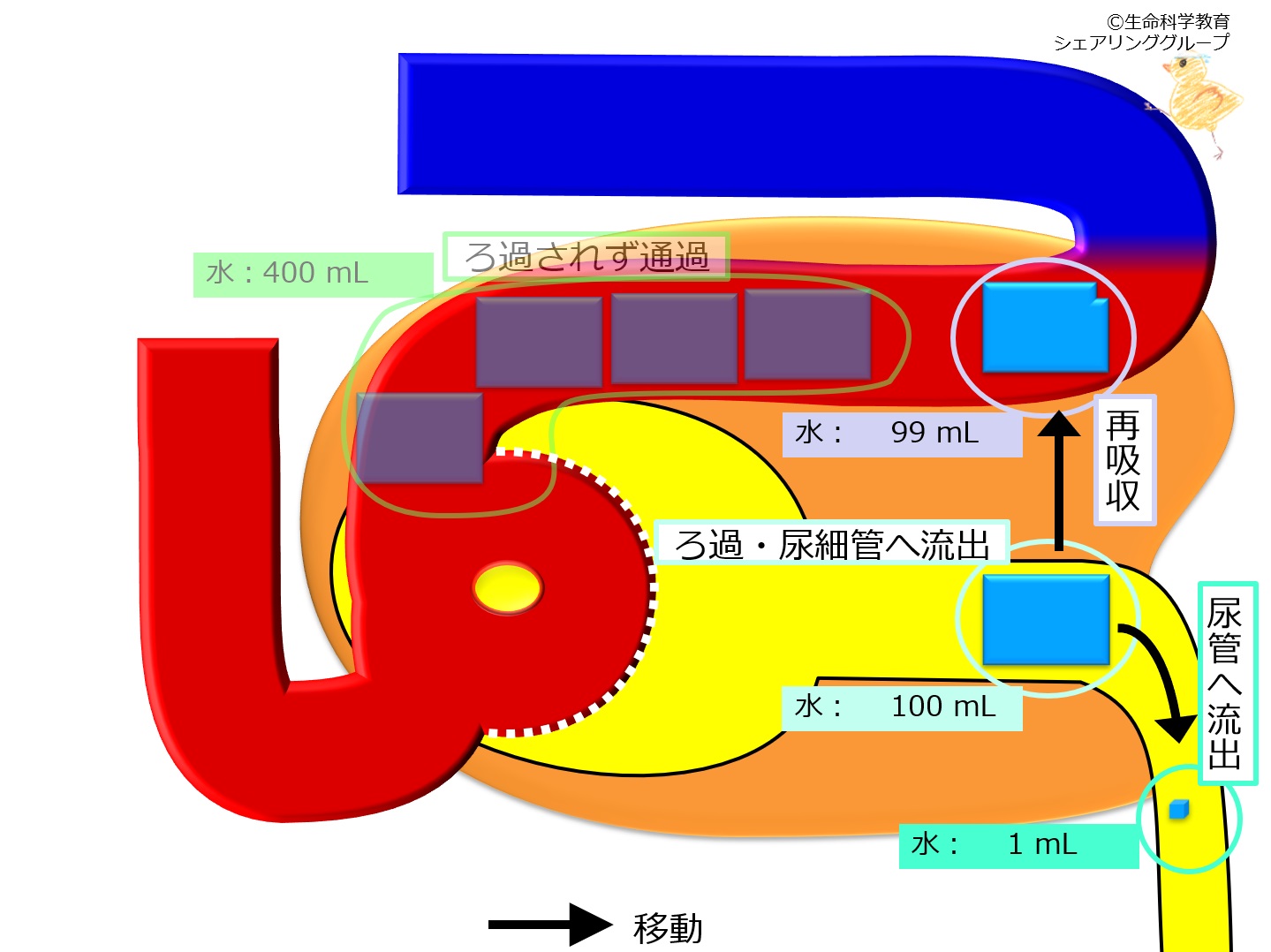 Nephron-reabsorption-water.jpg