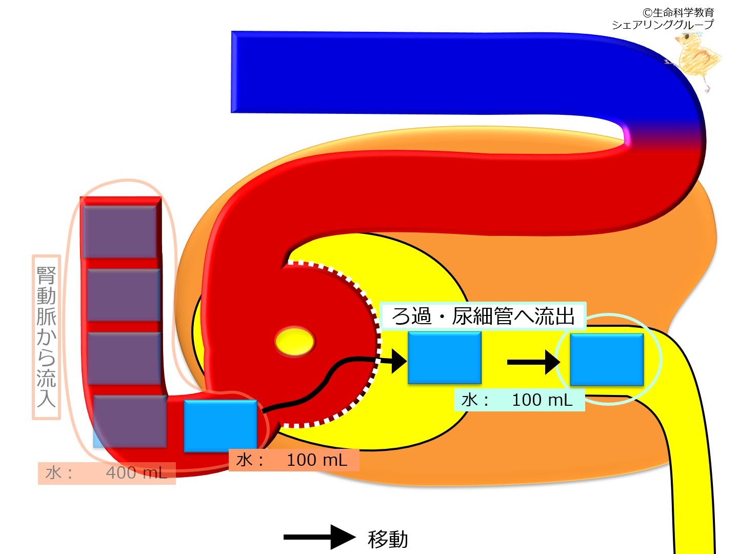 Nephronfiltration100mlwater.jpg