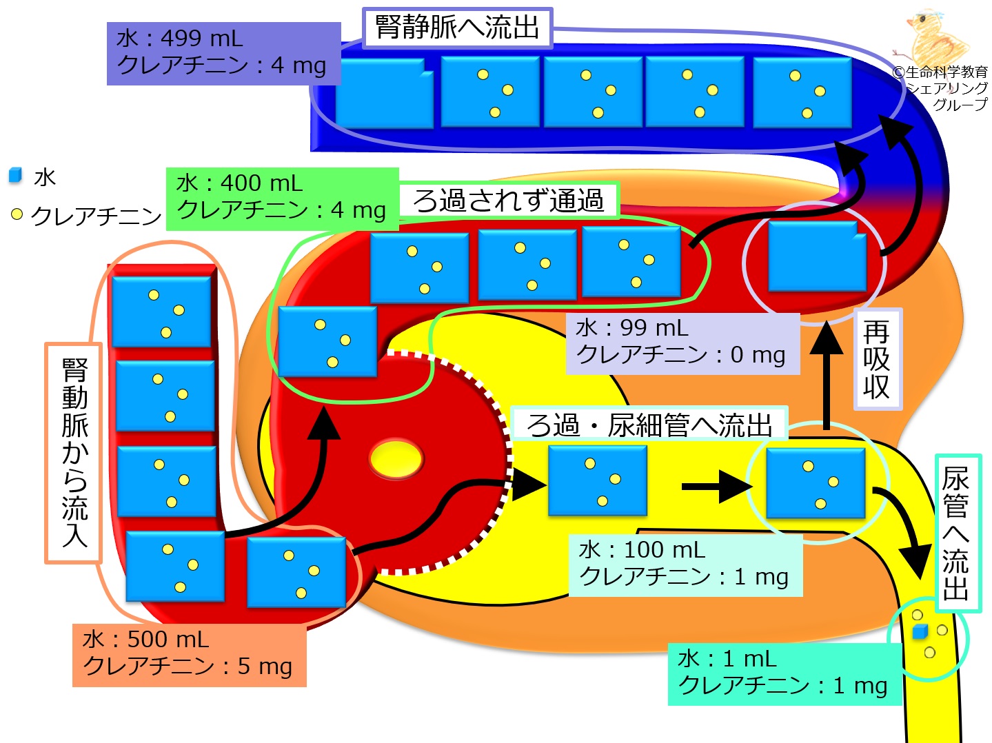 Nephron creatininedynamics.jpg