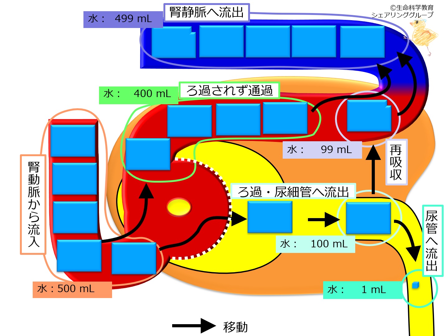 Nephronwaterdynamics.jpg