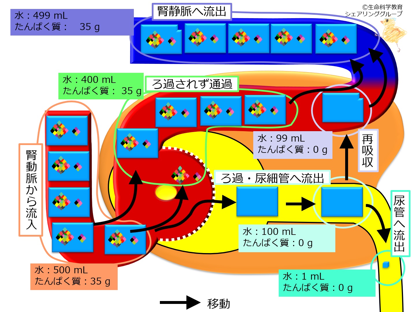 Nephron-protein-dynamics.jpg