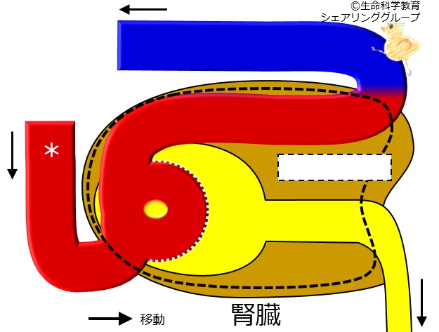 ./images/腎臓構造_クイズ2.jpg