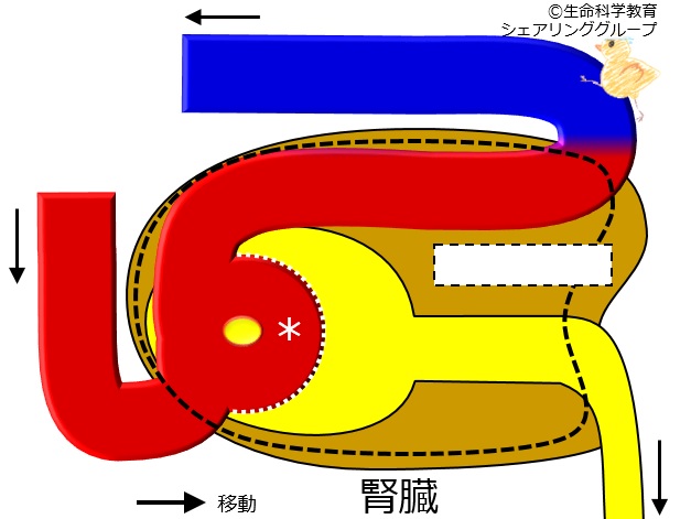 ./images/腎臓構造_クイズ3.jpg