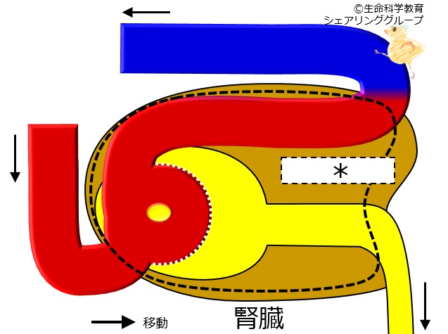 ./images/腎臓構造_クイズ8.jpg