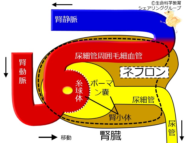 Kidneymicrosturcture.jpg