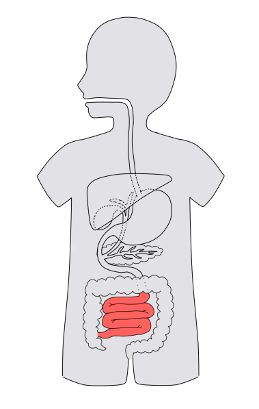 ./images/Gi7-anatomy-quiz05.png