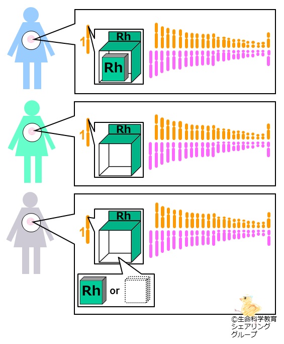 座と遺伝子.jpg