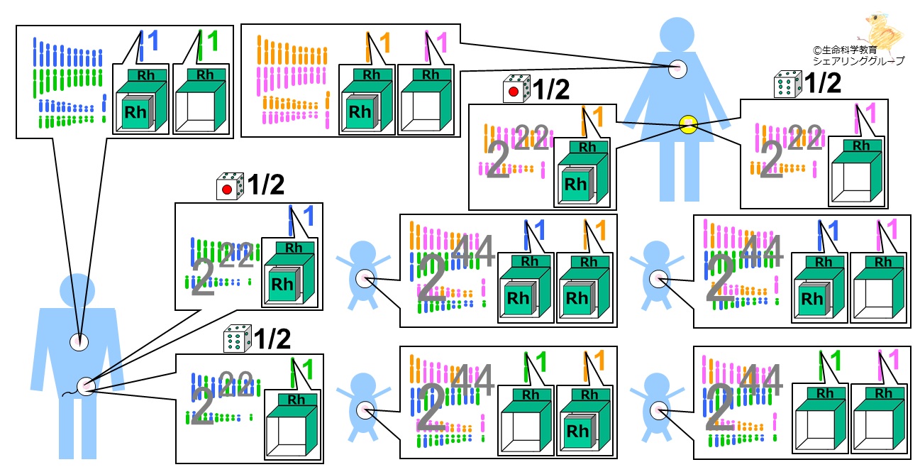 概論-遺伝-Rh式血液型-受精Rh＋－＋－.jpg