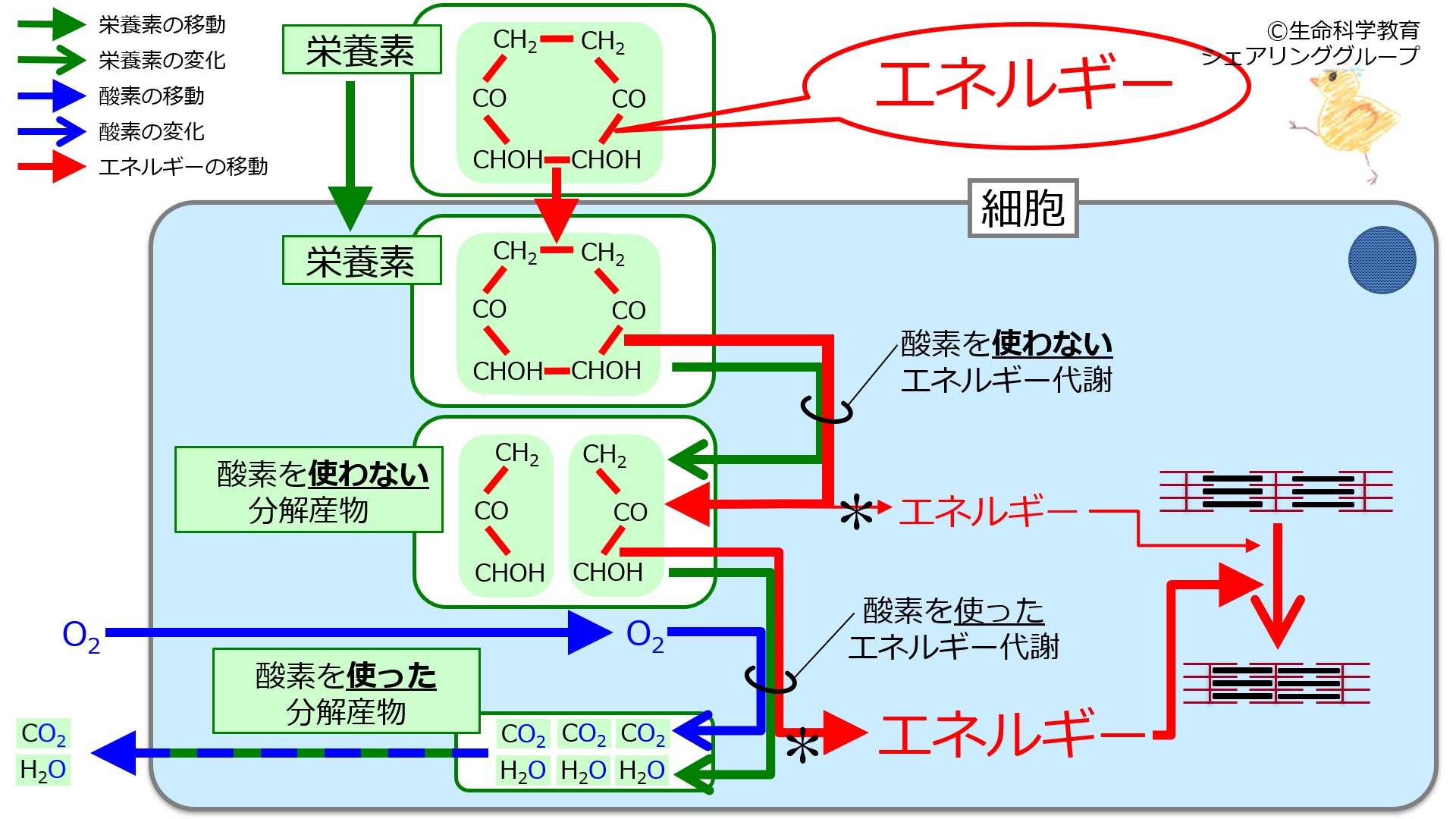 体温調節制御メカニズムの全貌解明につながるマスター神経細胞を