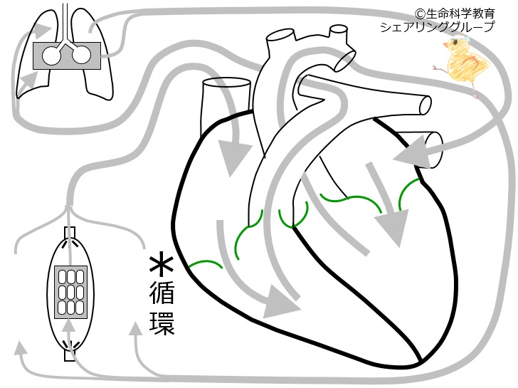 ./images/体循環.jpg