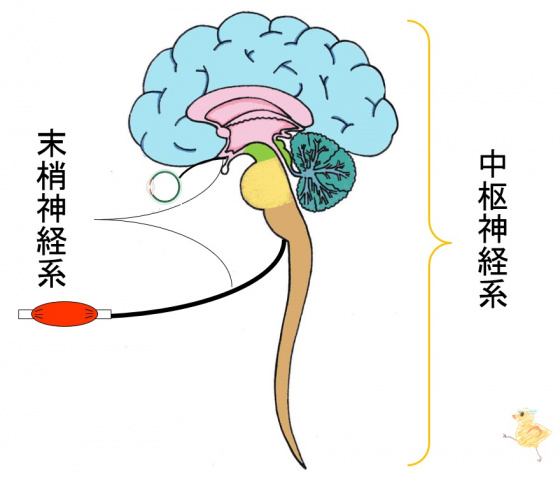 神経系/総論/全体像/中枢神経系と末梢神経系