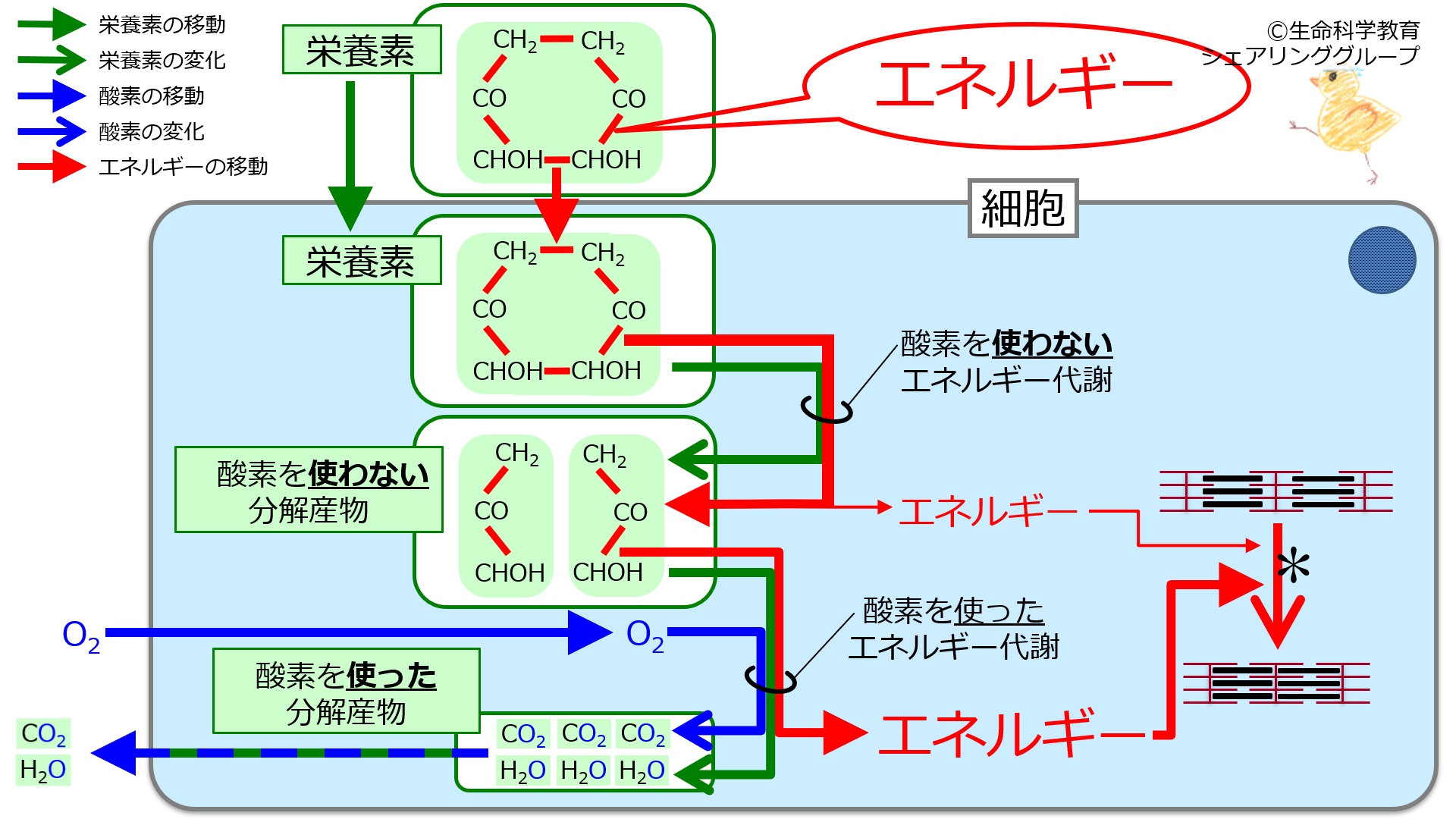 002-8/8|解剖生理学7級
