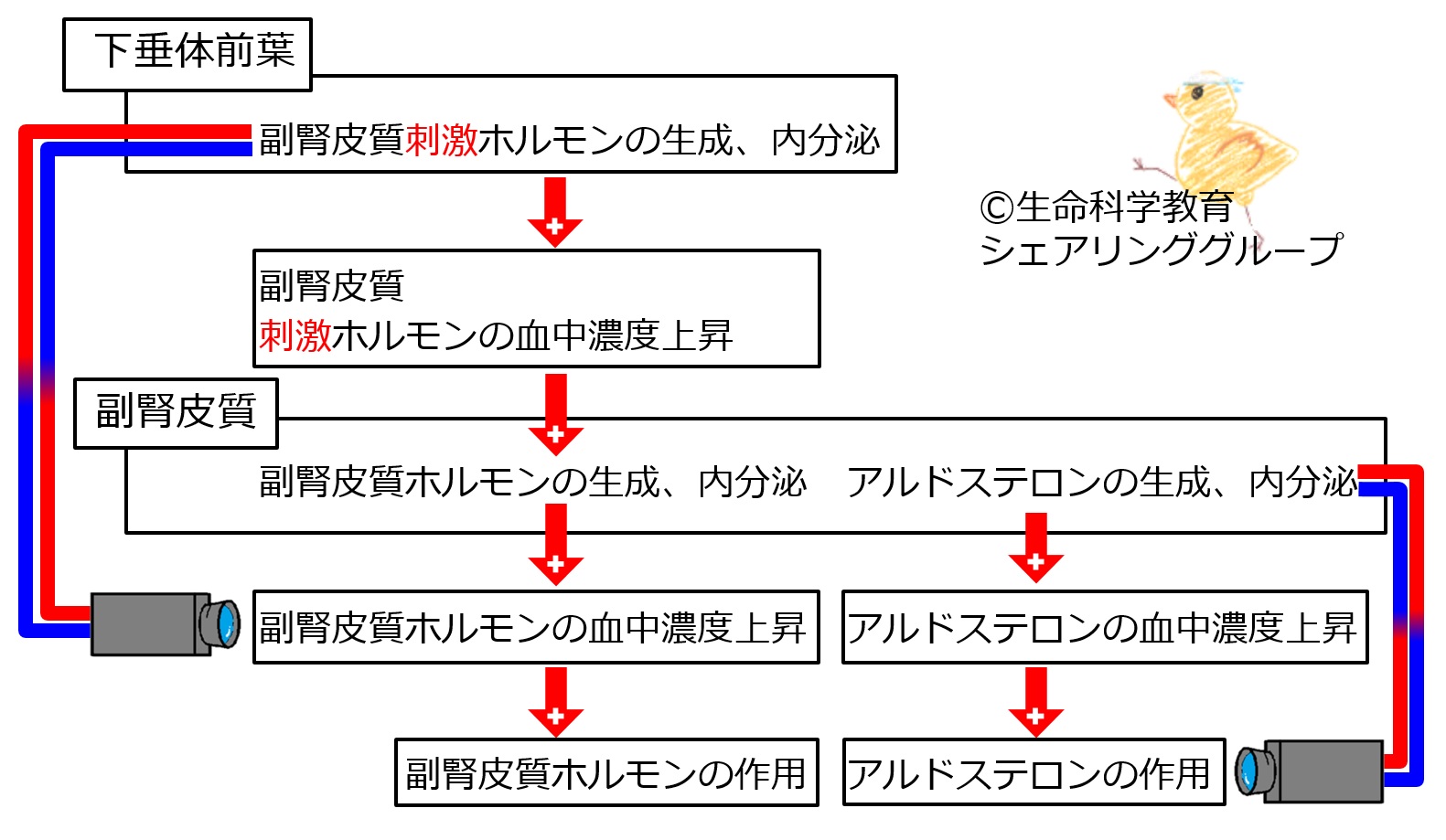NET・下垂体・副甲状腺・副腎 | 株式会社文光堂