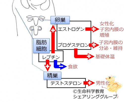 レプチン-一言.jpg