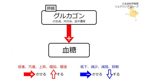 GlucagonBaselineJpn.jpg