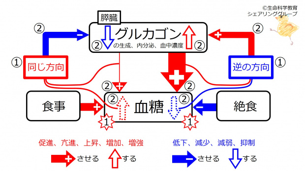 Glucagon-FBsummary.jpg