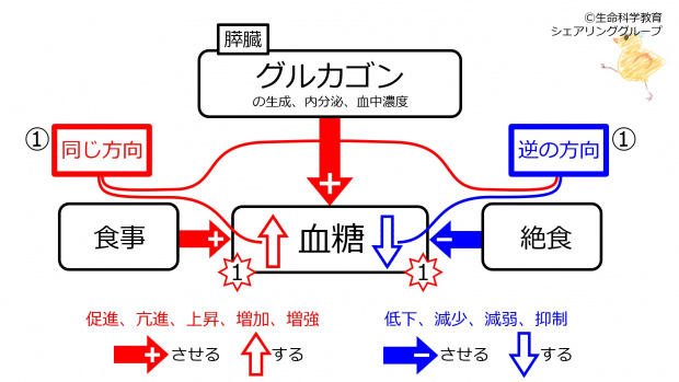 Glucagon-beforeFBsummary.jpg