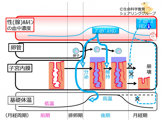 プロゲステロン.jpg