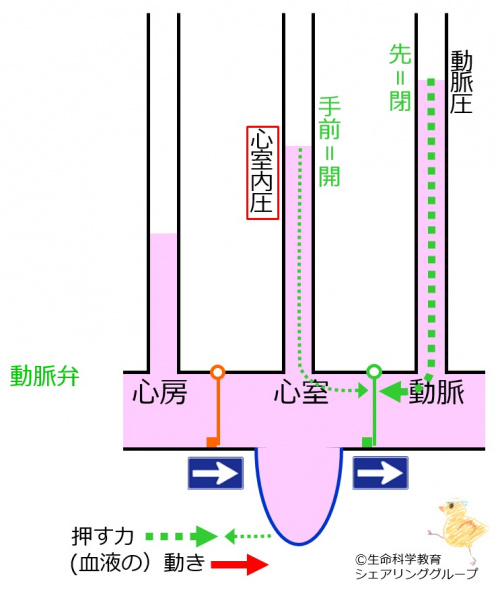 動脈弁 閉.jpg