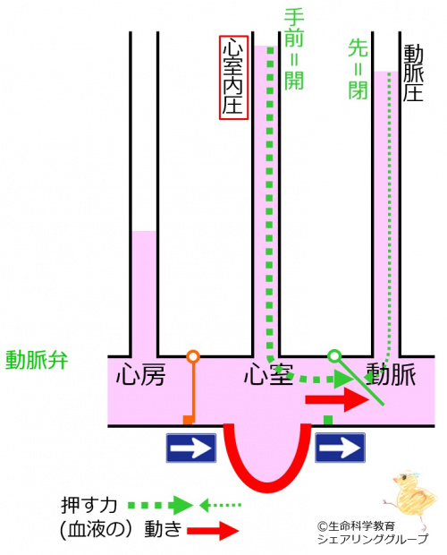 動脈弁 開.jpg