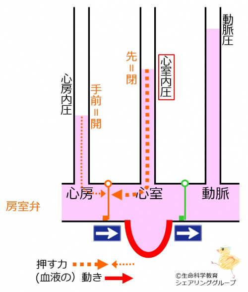 房室弁 閉.jpg