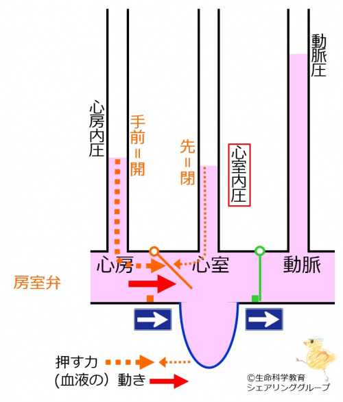 房室弁 開.jpg