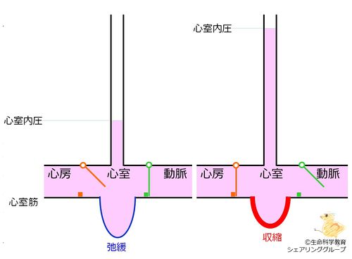 心室筋活動と心室内圧.jpg