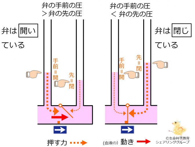 弁_開閉.jpg