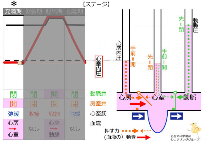 充満期.jpg