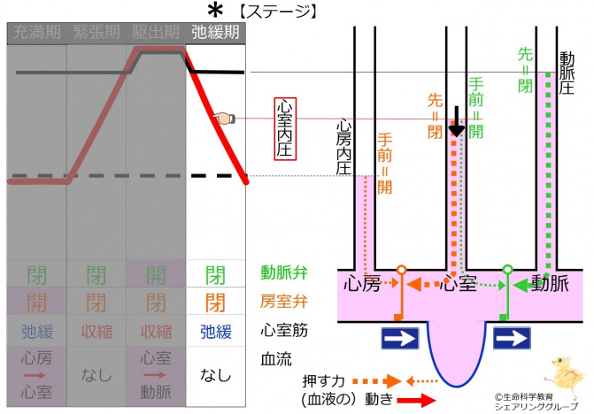 弛緩期.jpg