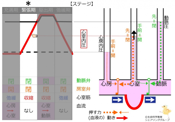 緊張期.jpg