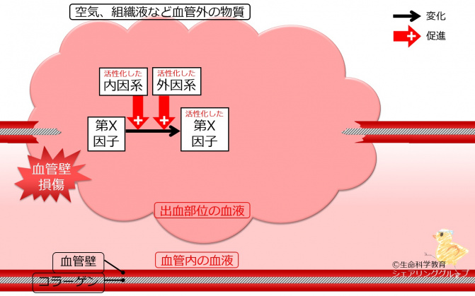 第Ⅹ因子活性化.jpg