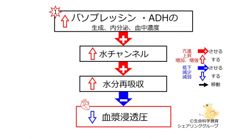 IncreasedADHbasic-JPN.jpg