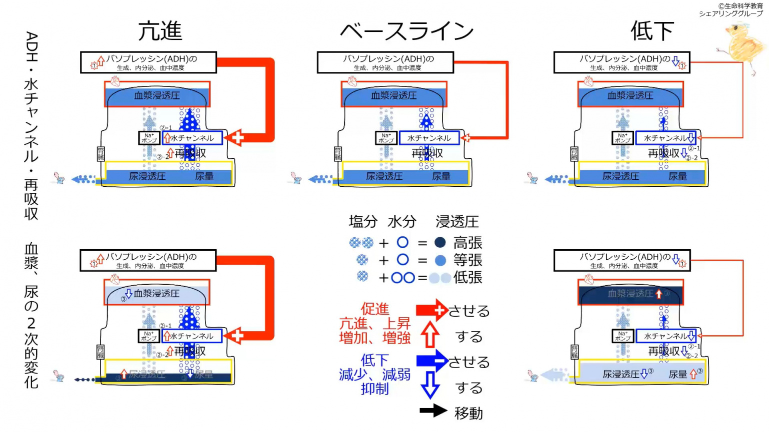 ADHeffectSummary.jpg