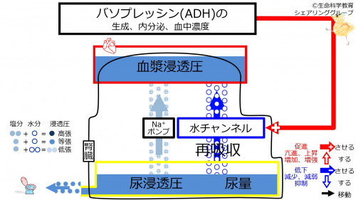 IncADHbaseline.jpg