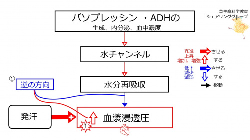 SweatingBeforeBasicFeedbackToADH-JPN.jpg