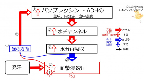 SweatingDuringBasicFeedbackToADH-JPN.jpg