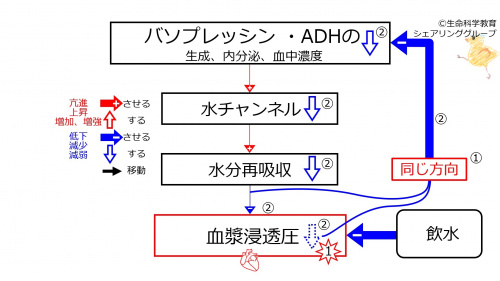 WaterIntakeDuringBasicFeedbackToADH-Jpn.jpg