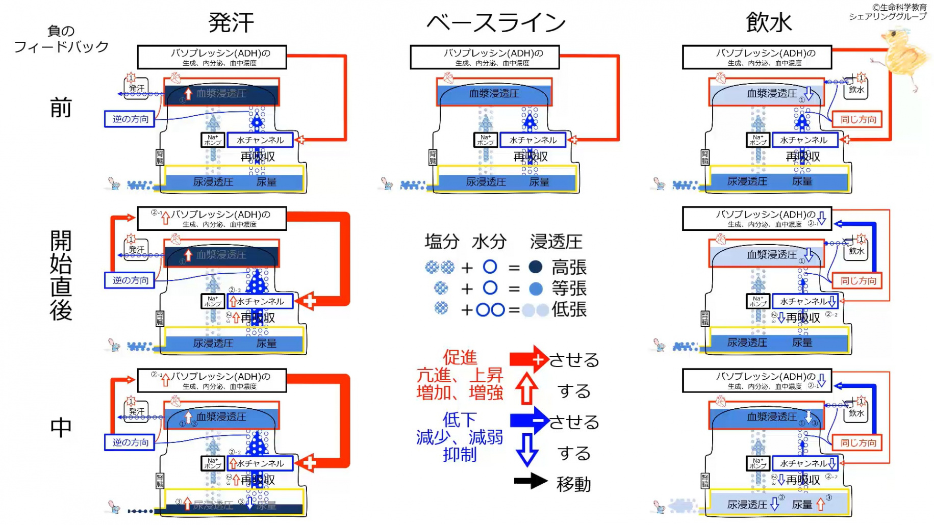 ADHControlSummaryJpn.jpg