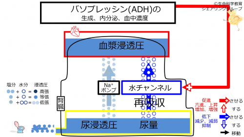 ADHbeforeWaterIntake-Jpn.jpg