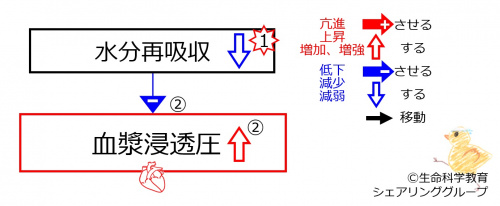 DecreasedWaterReabsorptionBasic-JPN.jpg