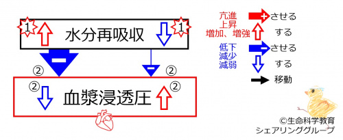 WaterReabsorptioneffectSummaryBasic-JPN.jpg