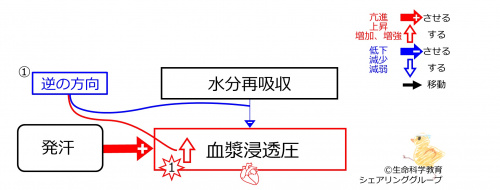 SweatingBeforeBasicFeedbackToWaterReabsorption-JPN.jpg