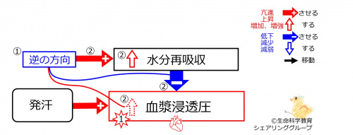 SweatingDuringBasicFeedbackToWaterReabsorption-JPN.jpg