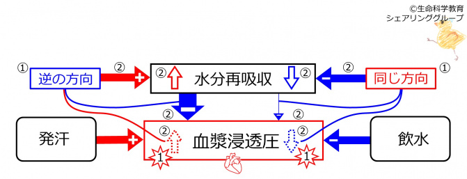 BasicFeedbackToWaterReabsorption-JPN.jpg