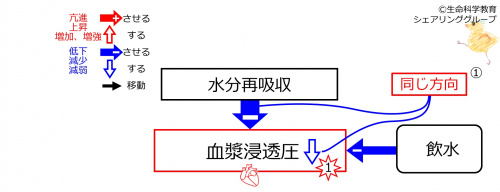 WaterIntakeBeforeBasicFeedbackToWaterReabsorption-Jpn.jpg